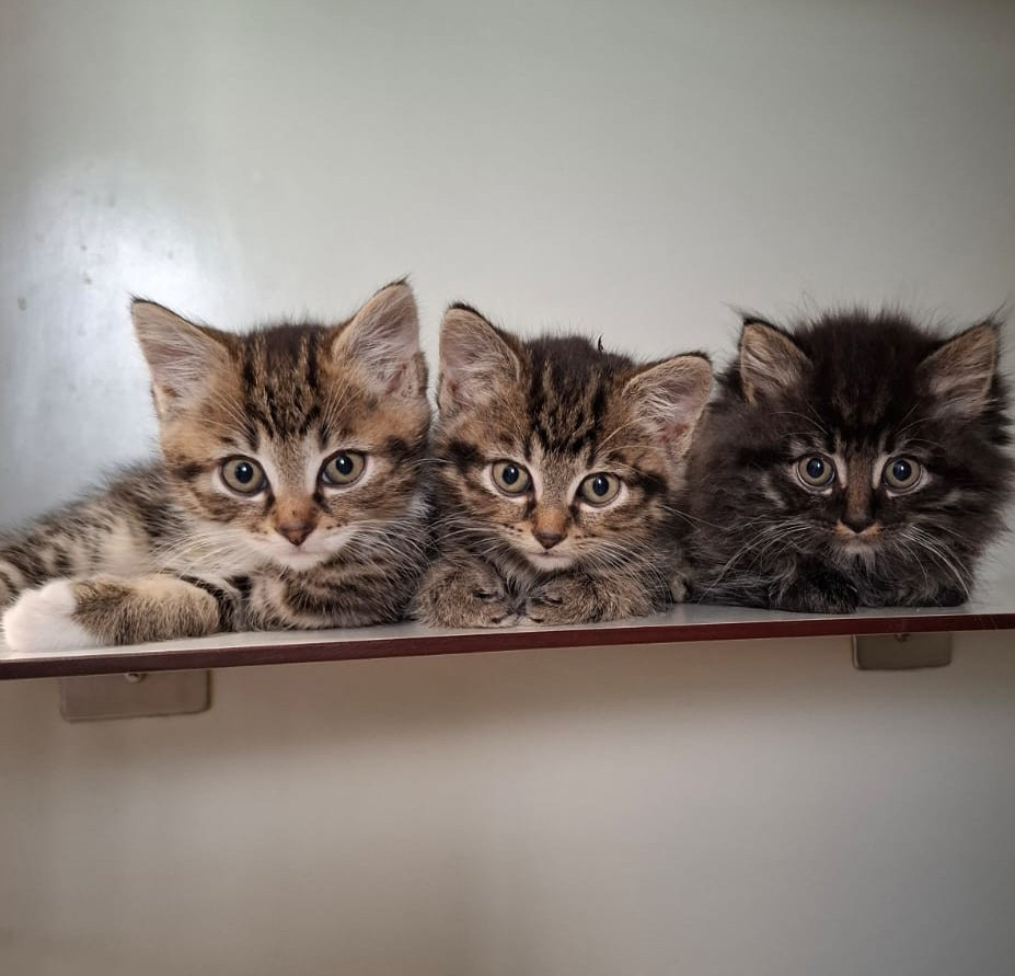 Die Jungkatzen Rosina, Rosaria und Rosa im Tierheim Hannover.