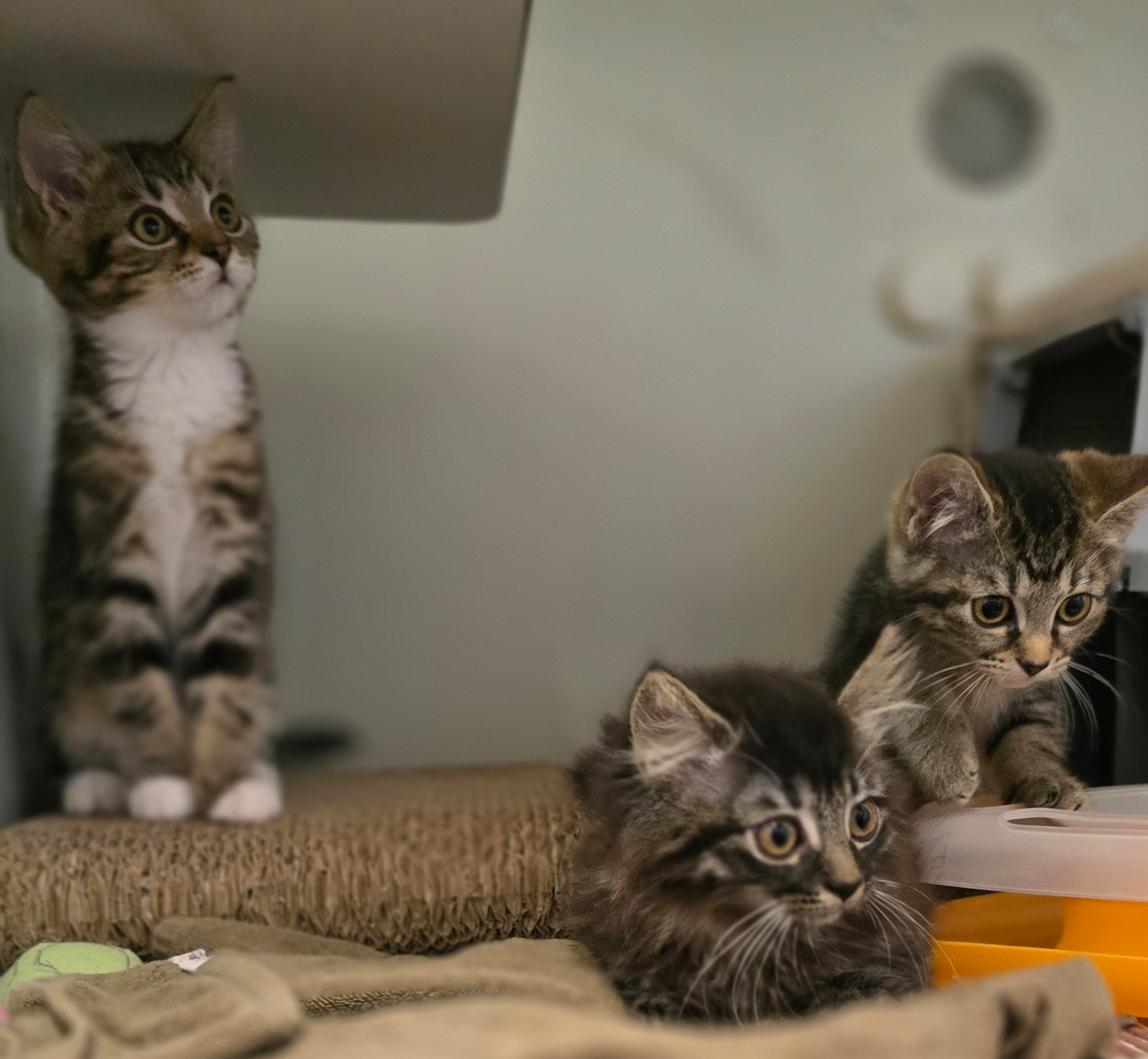Die Jungkatzen Rosina, Rosaria und Rosa im Tierheim Hannover.