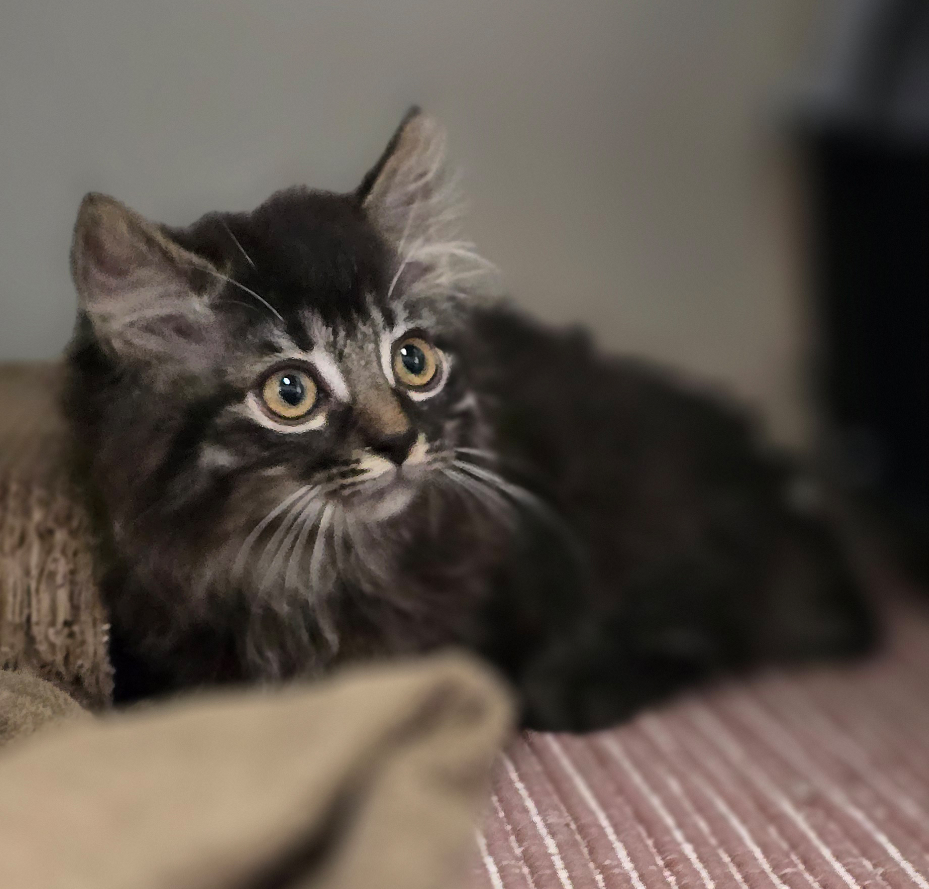 Die Jungkatzen Rosina, Rosaria und Rosa im Tierheim Hannover.