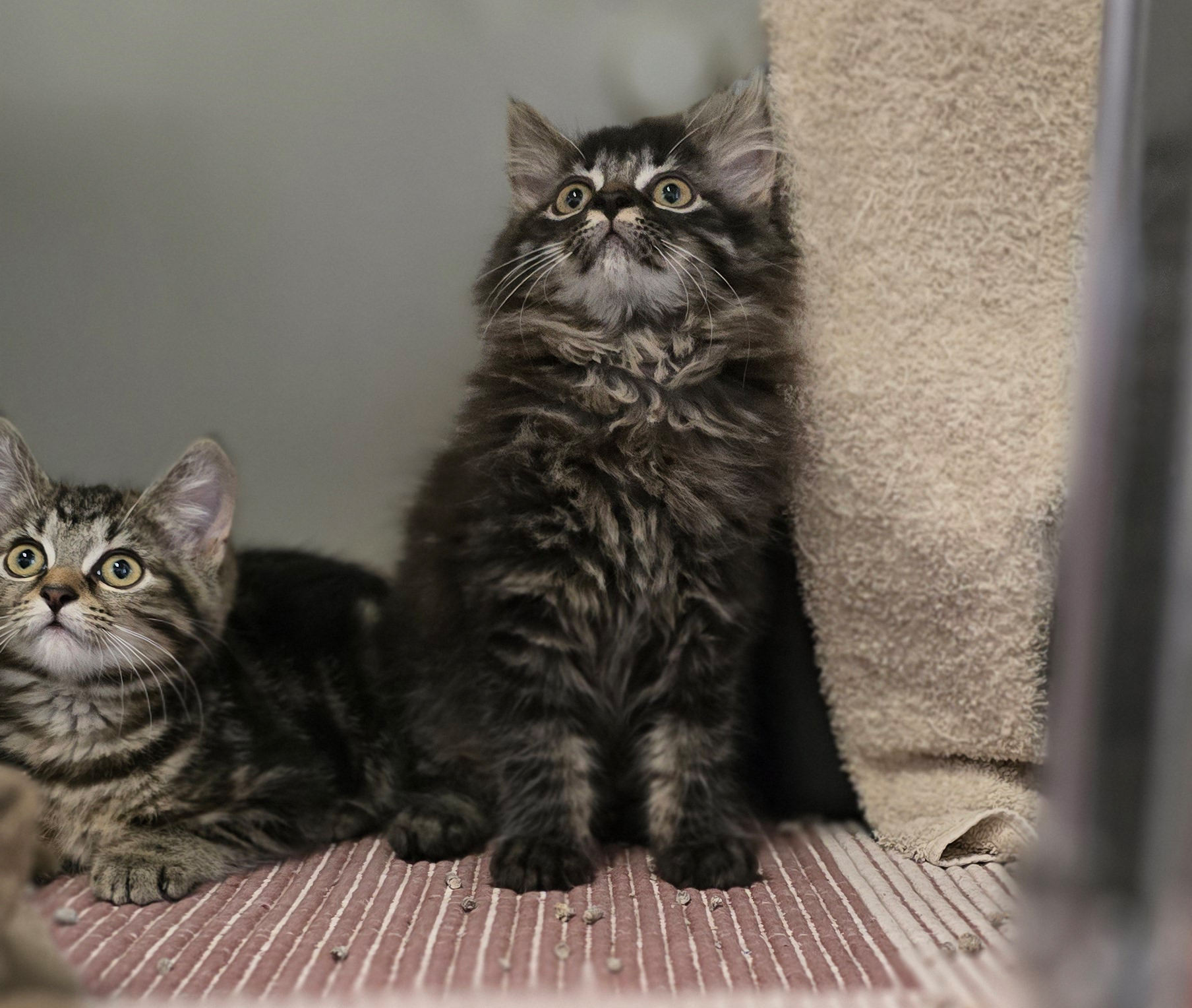Die Jungkatzen Rosina, Rosaria und Rosa im Tierheim Hannover.