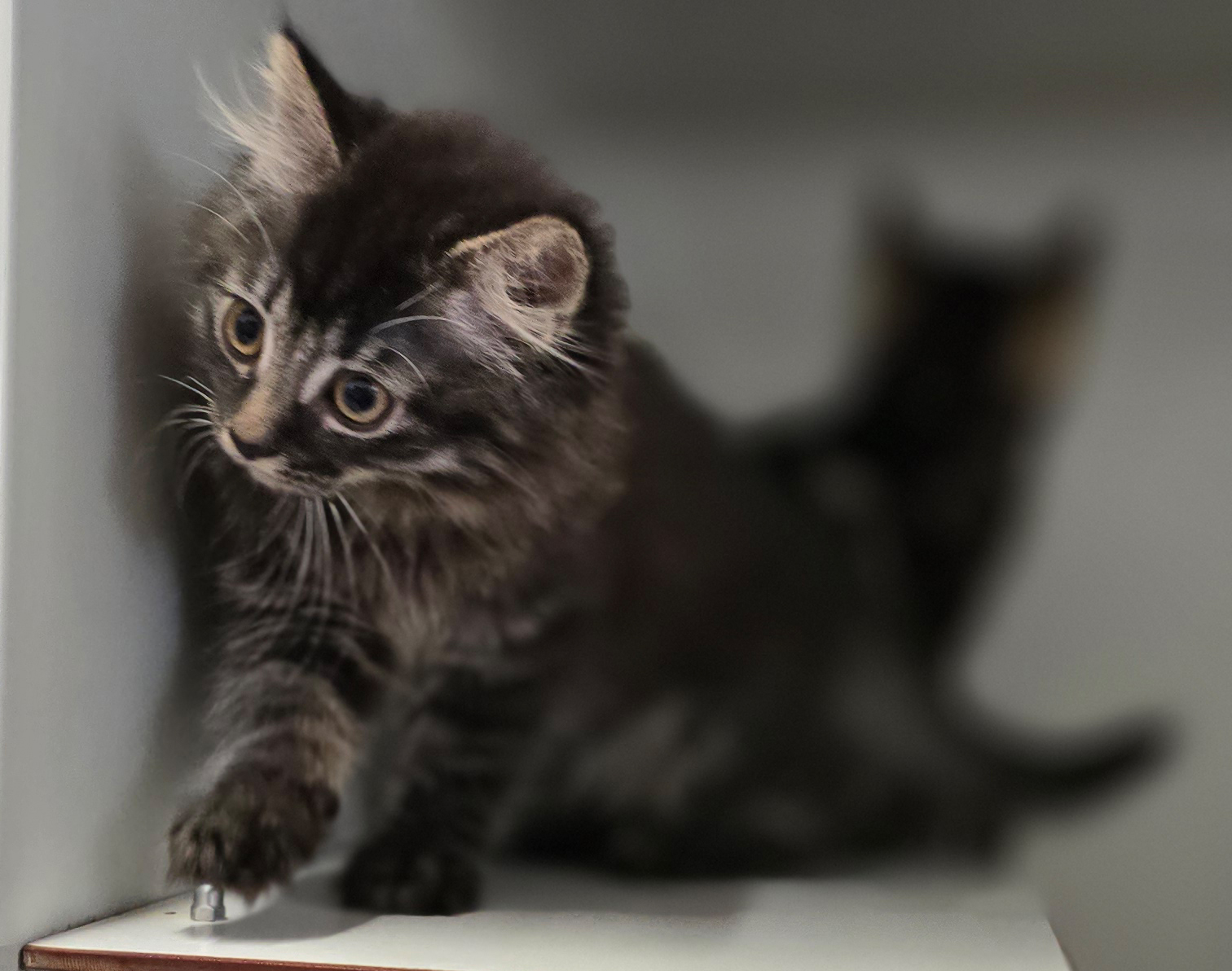 Die Jungkatzen Rosina, Rosaria und Rosa im Tierheim Hannover.