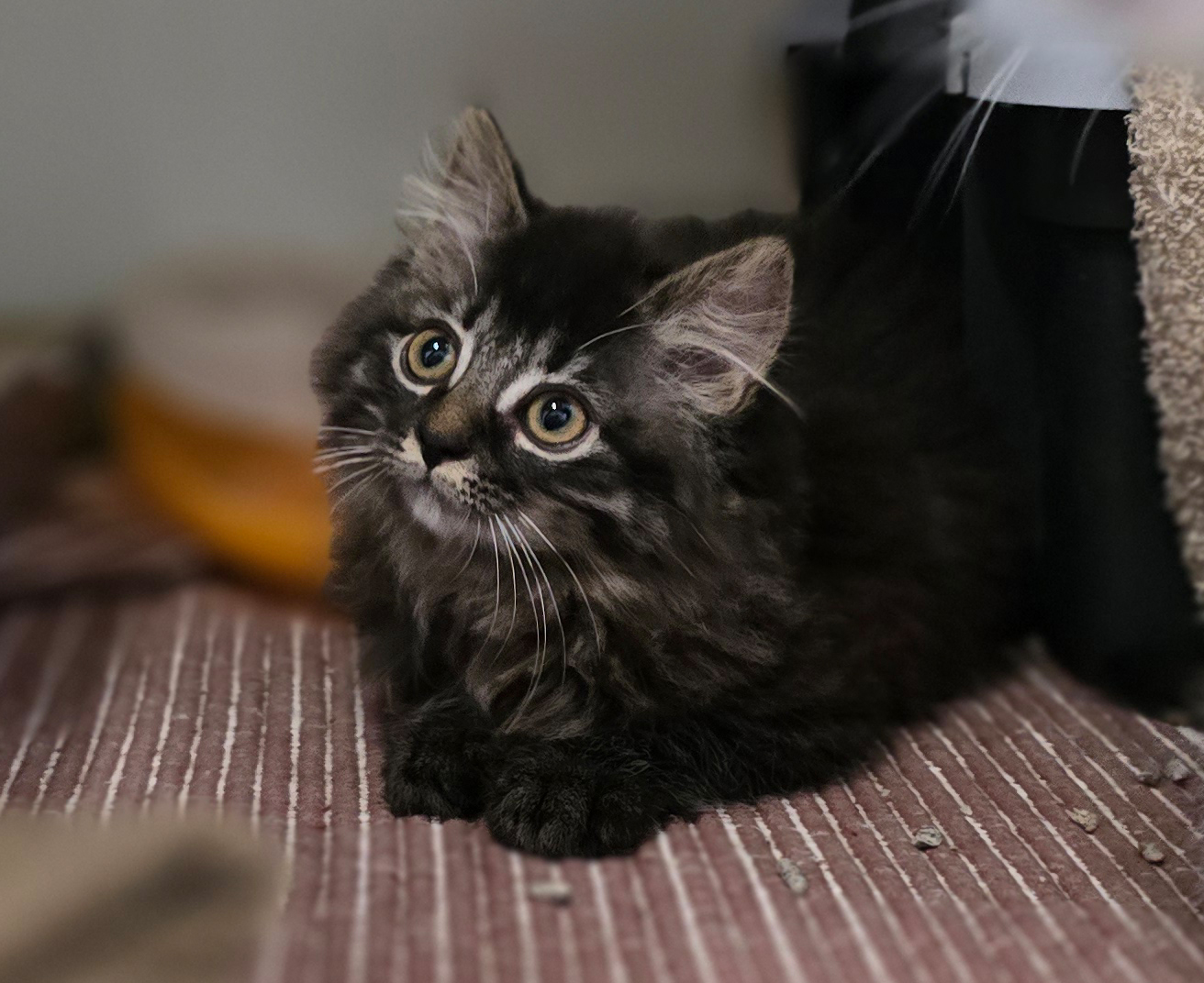 Die Jungkatzen Rosina, Rosaria und Rosa im Tierheim Hannover.