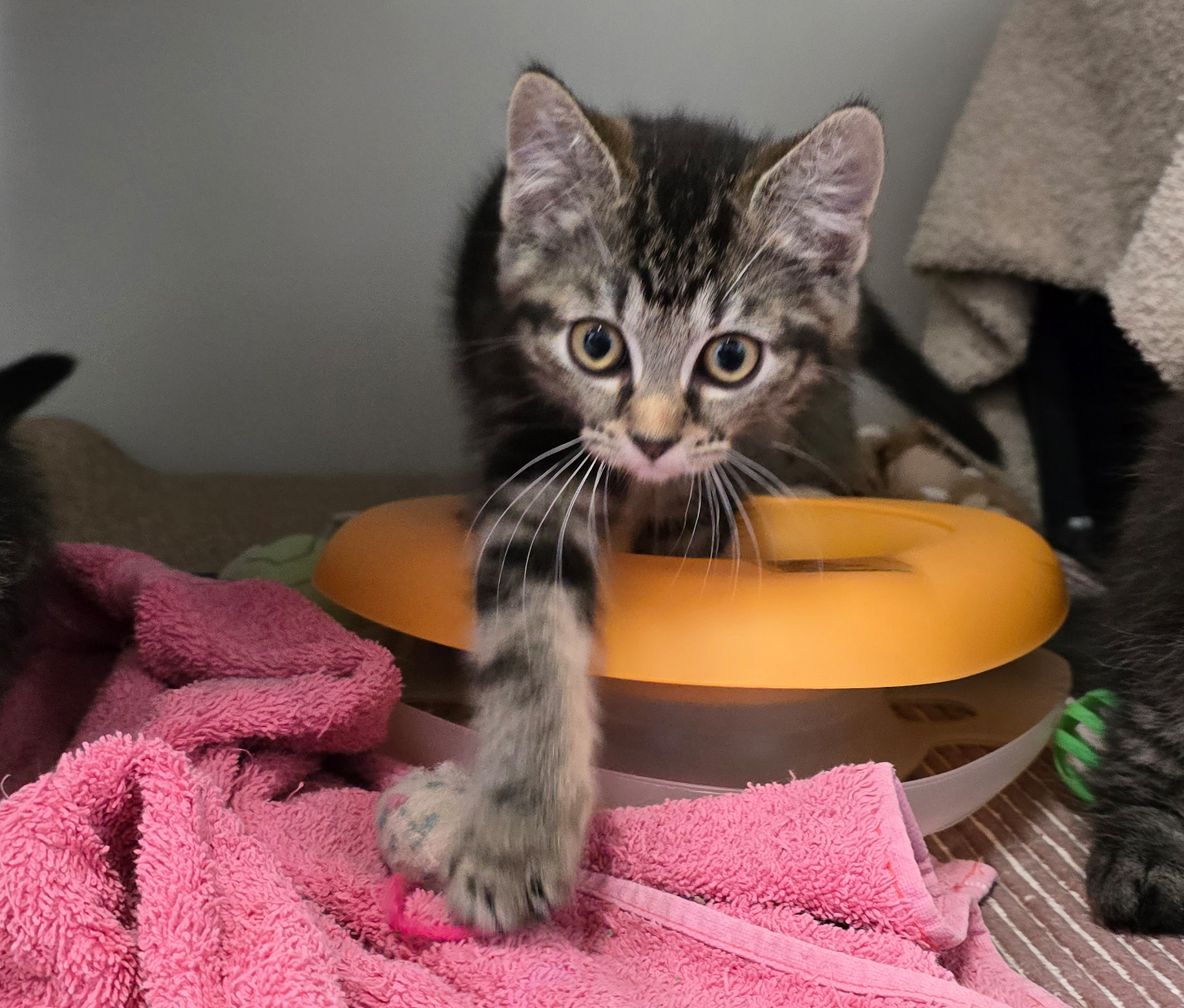 Die Jungkatzen Rosina, Rosaria und Rosa im Tierheim Hannover.