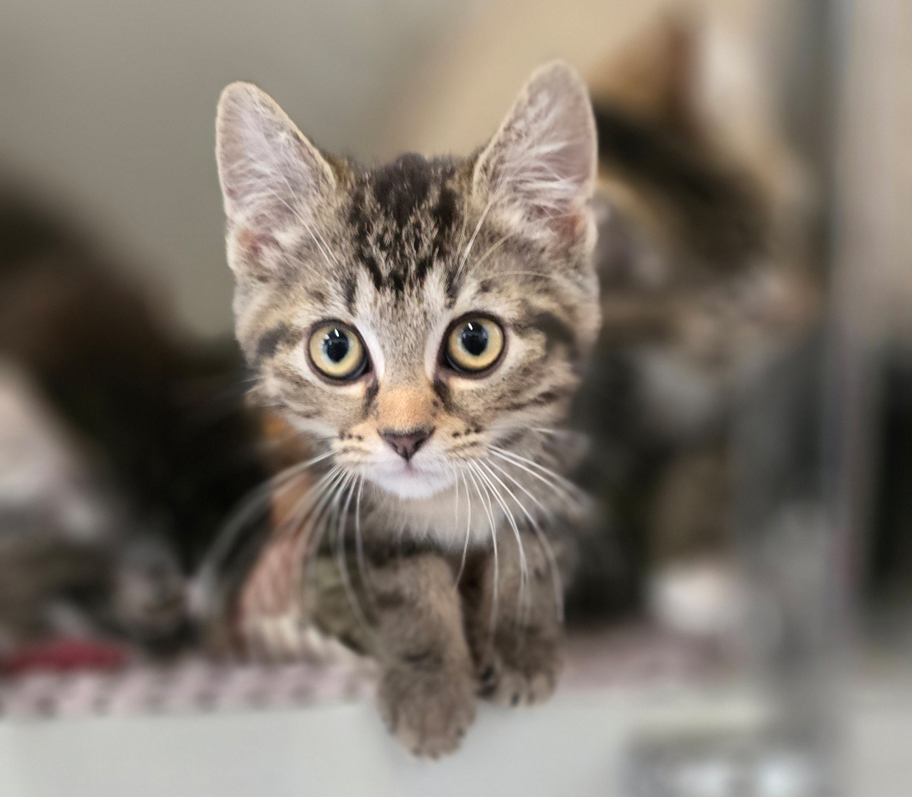 Die Jungkatzen Rosina, Rosaria und Rosa im Tierheim Hannover.