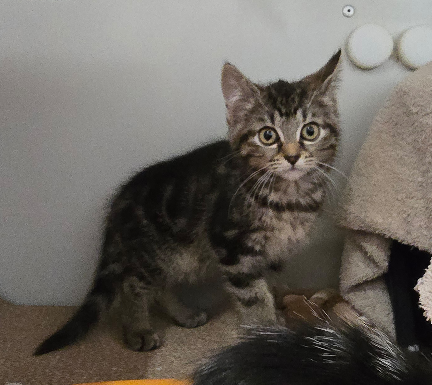 Die Jungkatzen Rosina, Rosaria und Rosa im Tierheim Hannover.