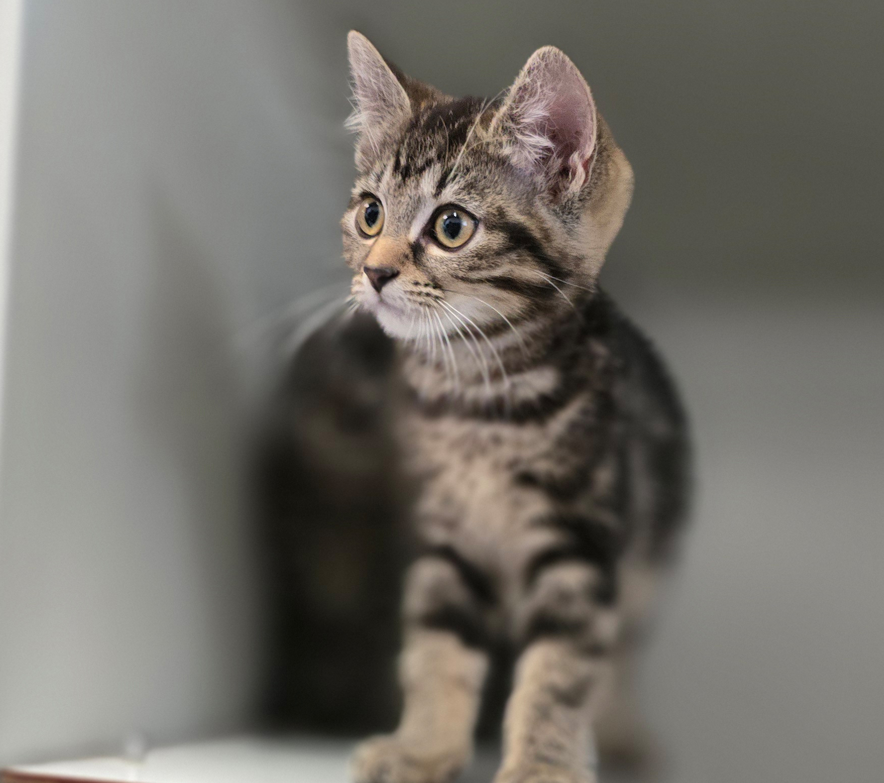 Die Jungkatzen Rosina, Rosaria und Rosa im Tierheim Hannover.