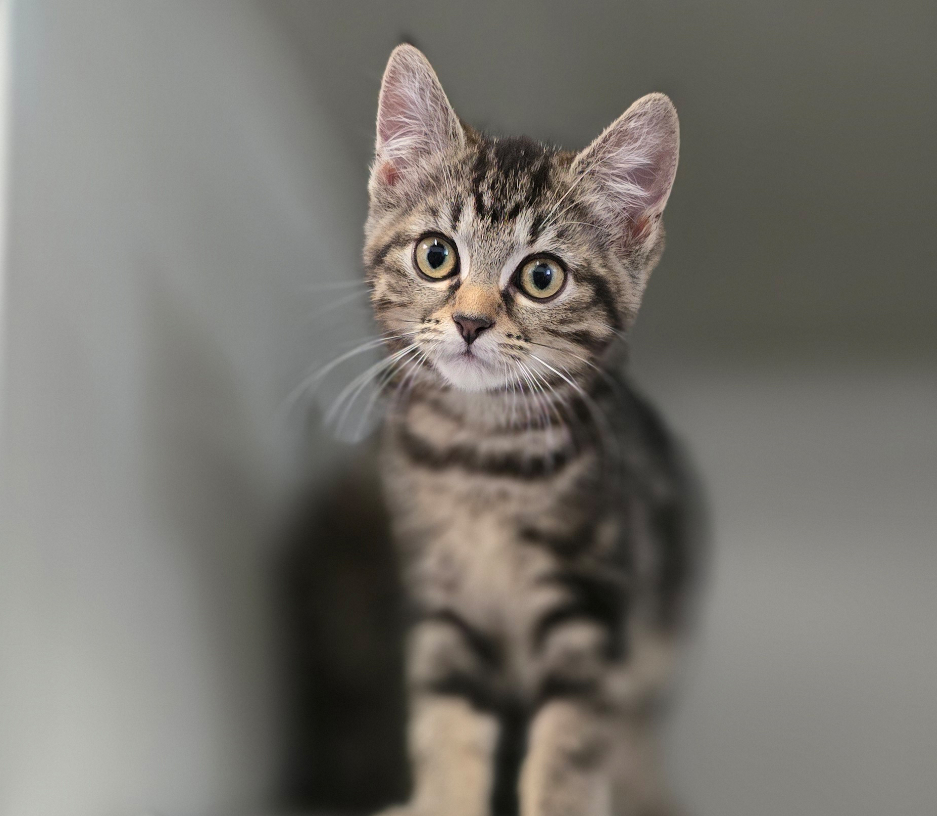 Die Jungkatzen Rosina, Rosaria und Rosa im Tierheim Hannover.