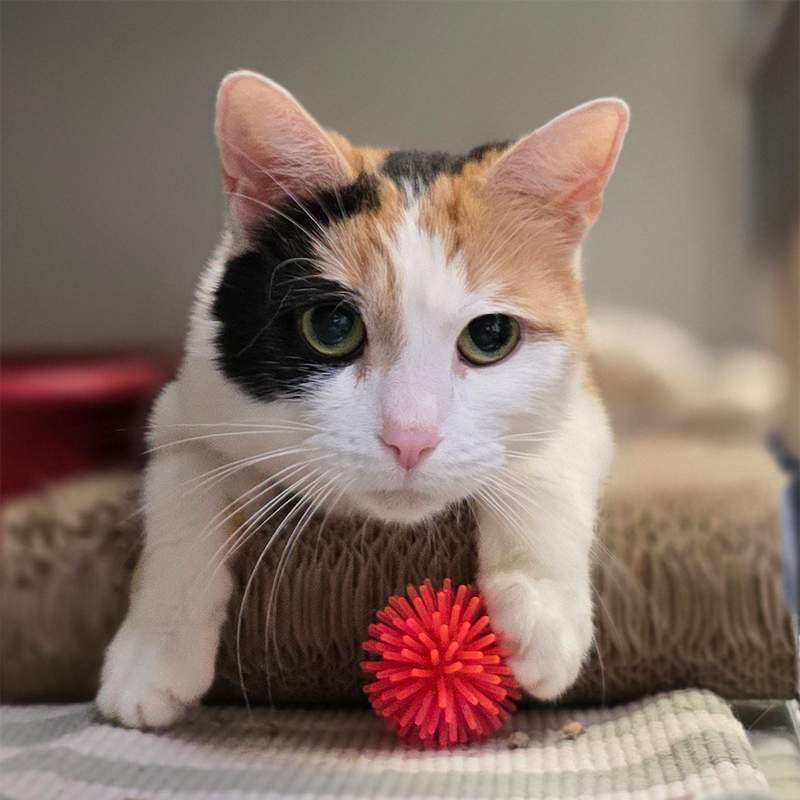 Dreifarbige Katze Shakira im Tierheim Hannover.