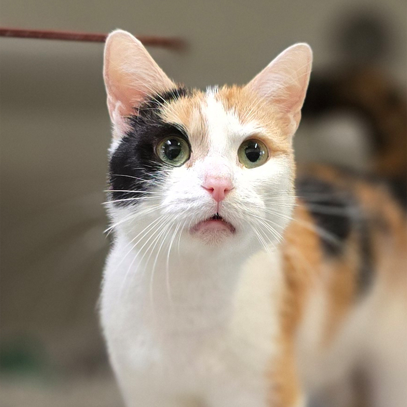 Dreifarbige Katze Shakira im Tierheim Hannover.
