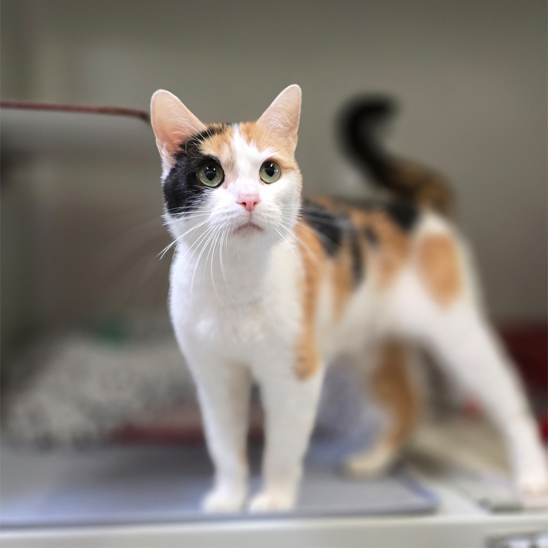 Dreifarbige Katze Shakira im Tierheim Hannover.