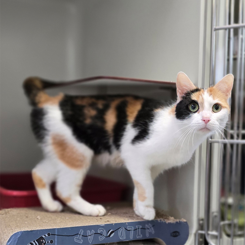 Dreifarbige Katze Shakira im Tierheim Hannover.