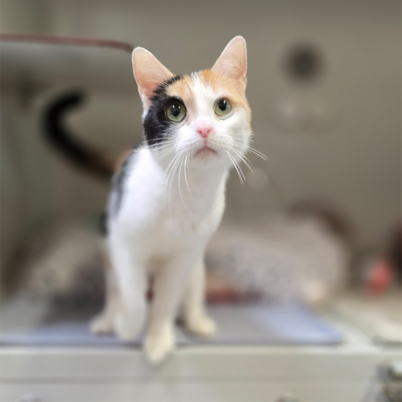 Dreifarbige Katze Shakira im Tierheim Hannover.