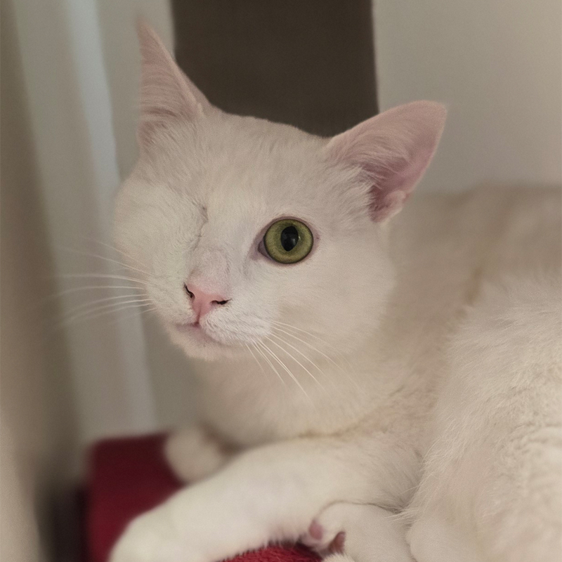 Störtebecker – Titelbild Porträt von Kater Störtebecker auf einer roten Decke.