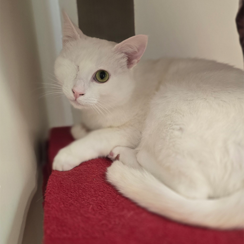 Störtebecker im Katzenzimmer Kater Störtebecker liegt entspannt auf einer roten Decke im Katzenzimmer.