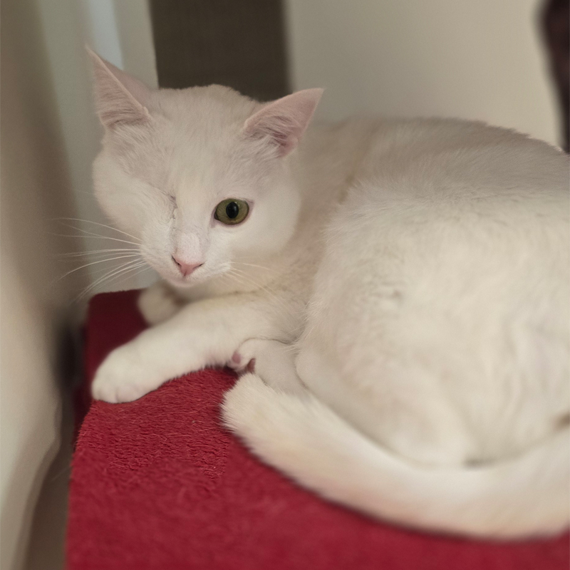 Störtebecker auf einer roten Decke Kater Störtebecker liegt auf einer roten Decke und blickt zur Seite.