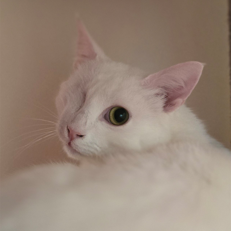 Porträt von Störtebecker Nahaufnahme von Kater Störtebecker mit seinem rechten geschlossenen Auge.