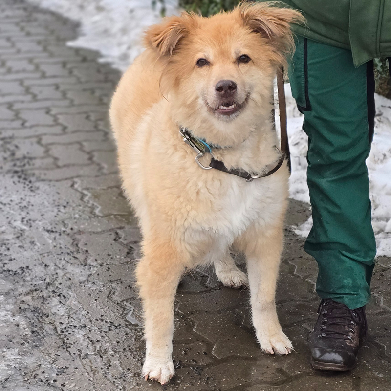 Hündin Valentina im Tierheim Hannover Hündin Valentina im Tierheim Hannover.