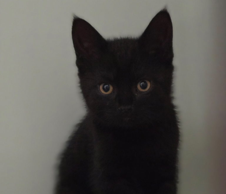 Jungkatze Waska im Porträt Waska
