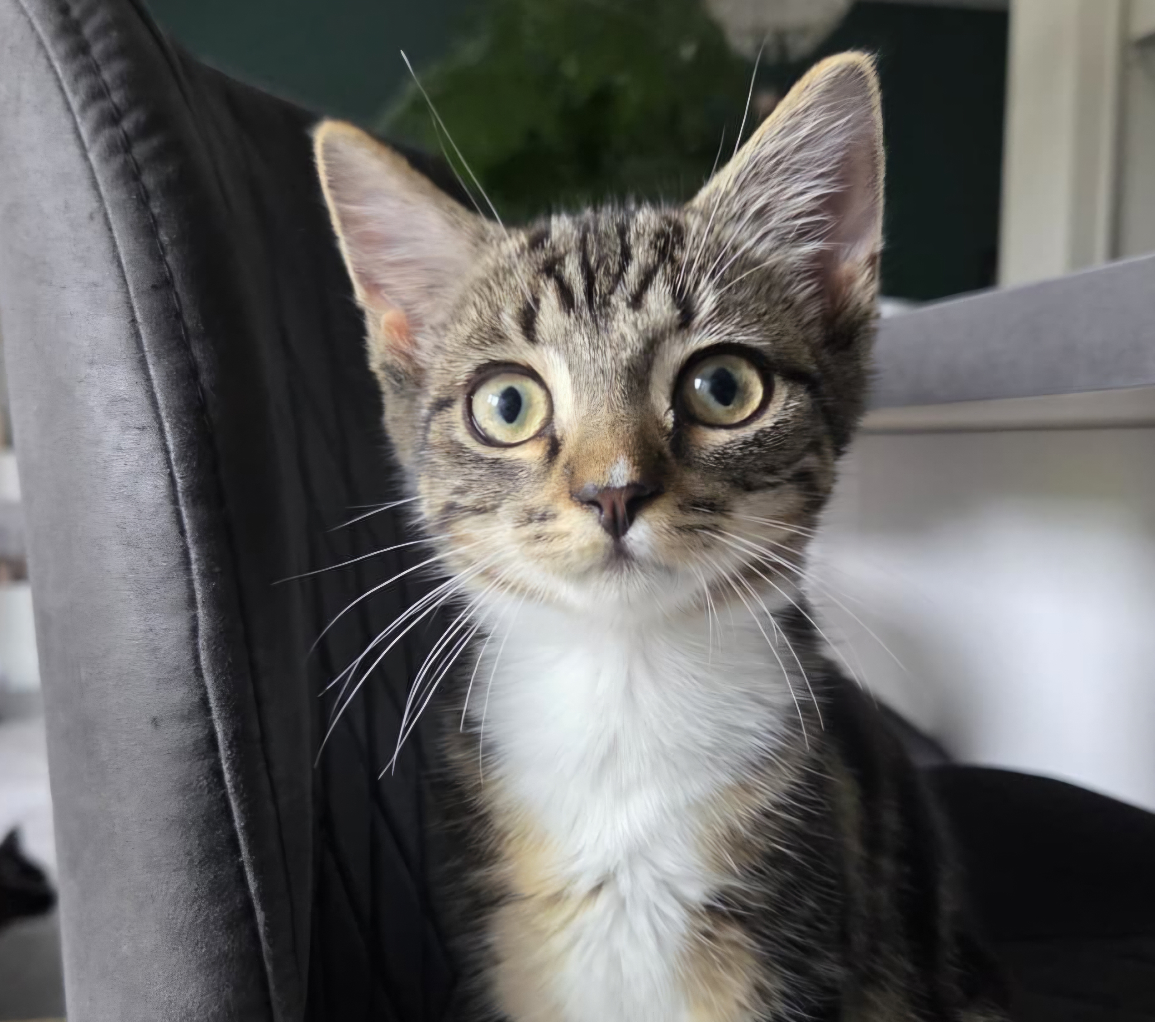 Porträt von Hortensie Porträt der jungen getigerten Katze Hortensie.