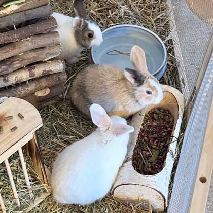 Die Kaninchen Lilly, Mümmel und Kugel in ihrem Gehege
