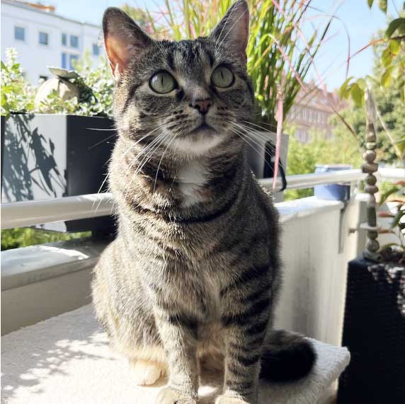 Katze Anu sitzt aufmerksam an einem Fenster.