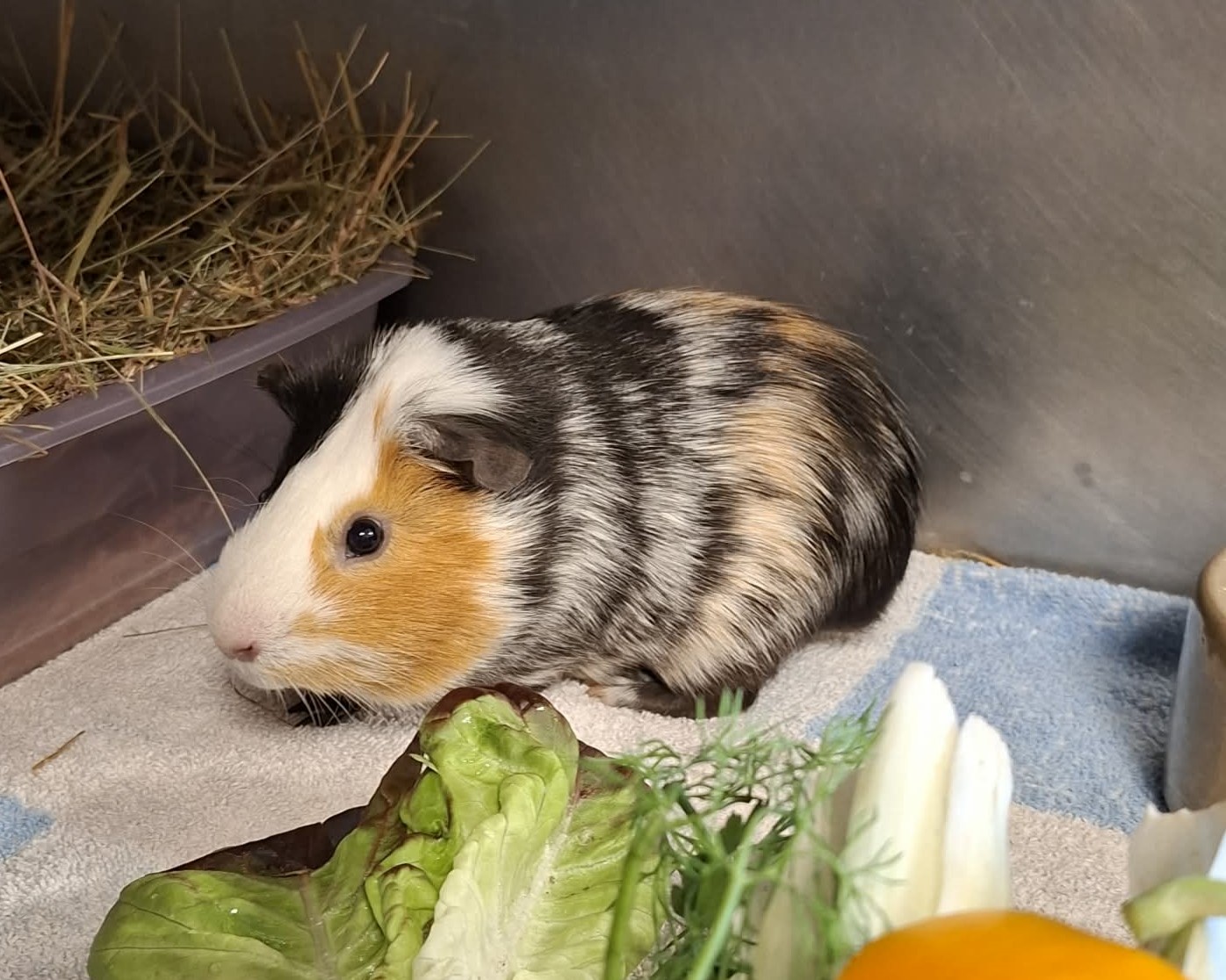 Meerschweinchen Aspergillus beim Fressen Meerschweinchen Aspergillus sitzt vor frischem Gemüse.
