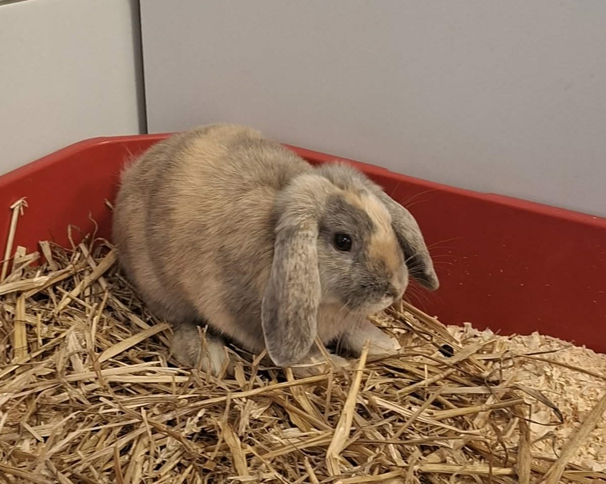 Kaninchen Atomfried im Tierheim Hannover