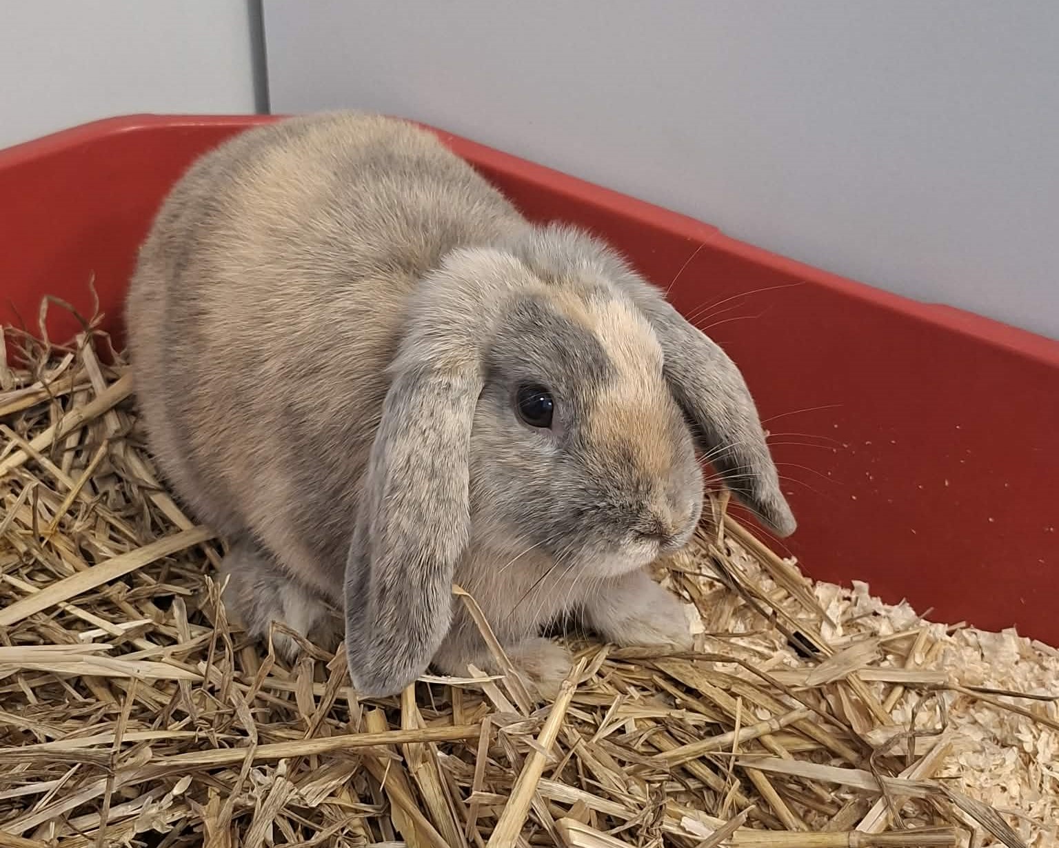 Kaninchen Atomfried im Tierheim Hannover