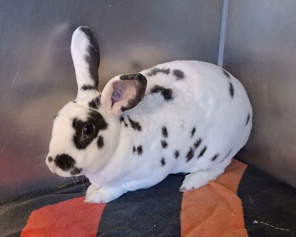 Boss-Nickel Kaninchen Boss-Nickel im Tierheim Hannover