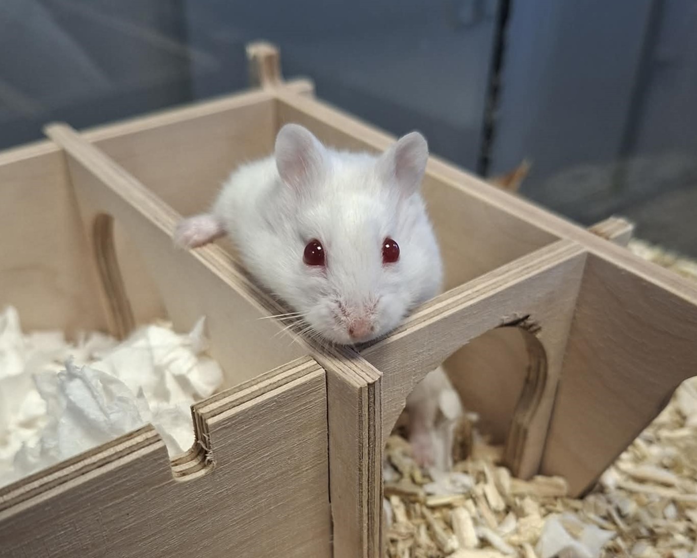 Hamster Dr. Allwissend im Holzversteck Weißer Hamster Dr. Allwissend in einem Holzversteck