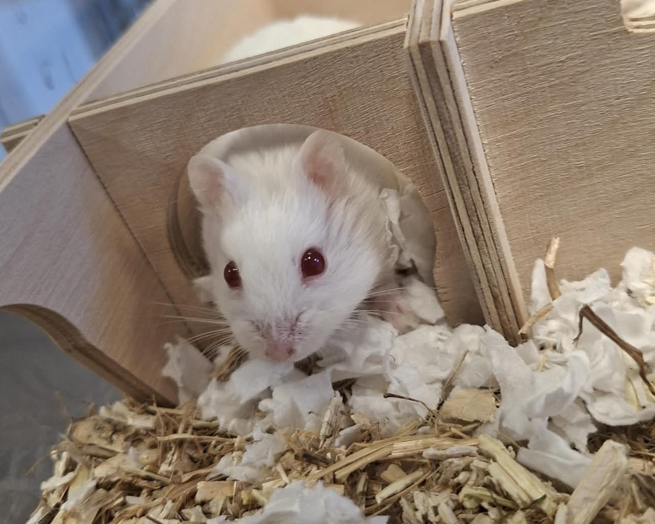Hamster Dr. Allwissend im Gehege Weißer Hamster Dr. Allwissend zwischen Einstreu und Holzversteck