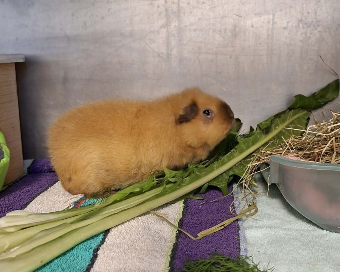 Meerschweinchen Eddie Meerschweinchen Eddie sitzt neben frischem Futter.