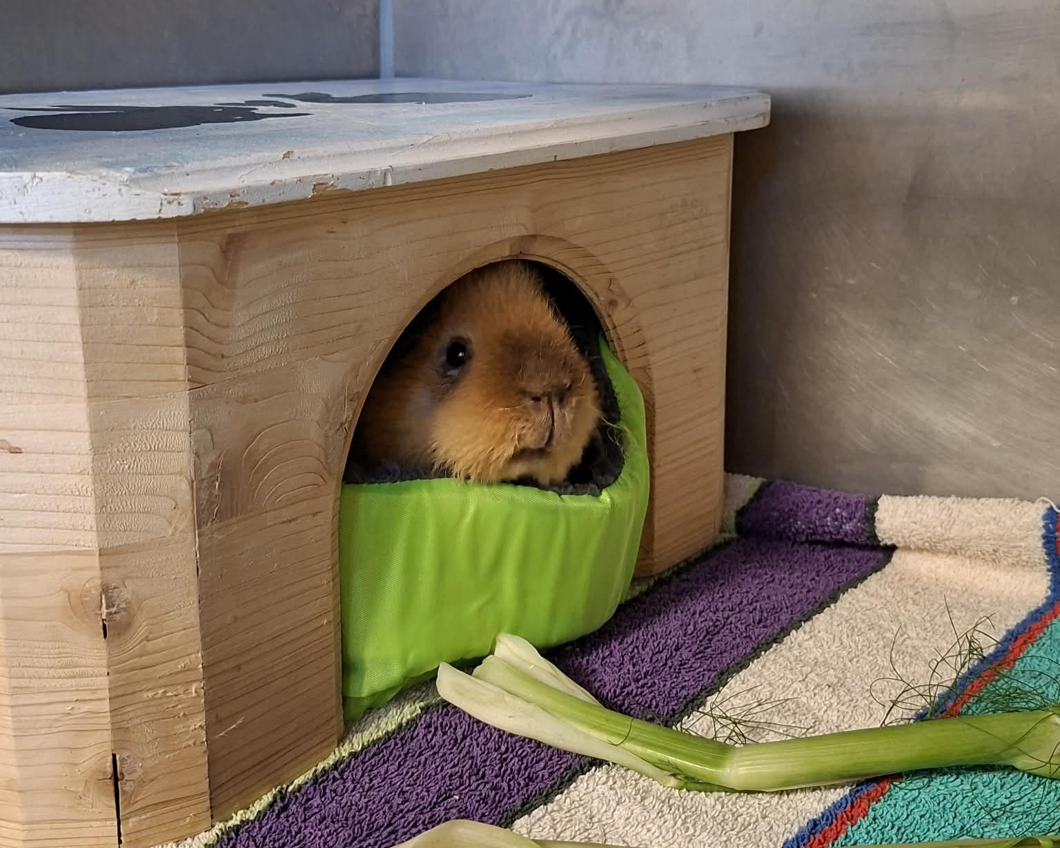 Meerschweinchen Eddie im Holzhaus Meerschweinchen Eddie sitzt im Eingang eines Holzhauses.