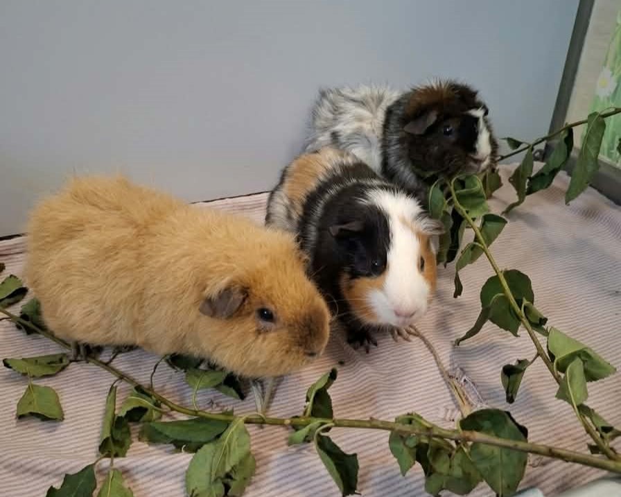 Meerschweinchen Eddie, Aspergillus und Mucor Die Meerschweinchen Eddie, Aspergillus und Mucor sitzen gemeinsam vor frischen Zweigen.
