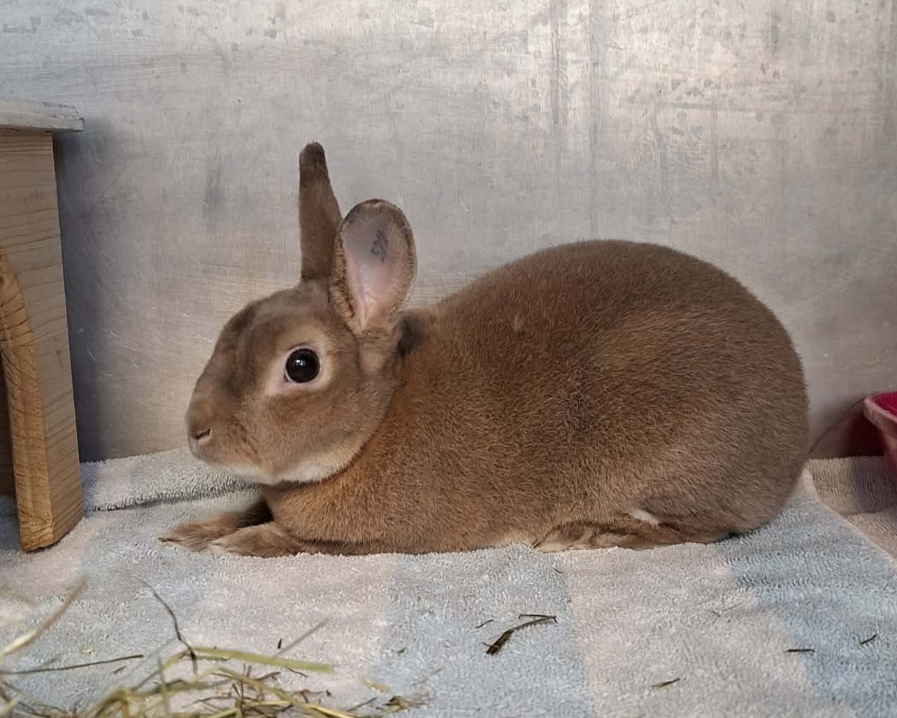 Flavius Kaninchen Flavius im Tierheim Hannover