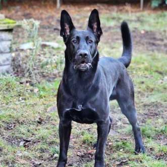 Schwarzer Hund steht aufmerksam im Garten.