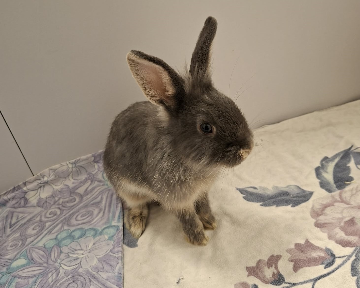 Miffin – Foto 1 Kaninchen Miffin im Tierheim Hannover