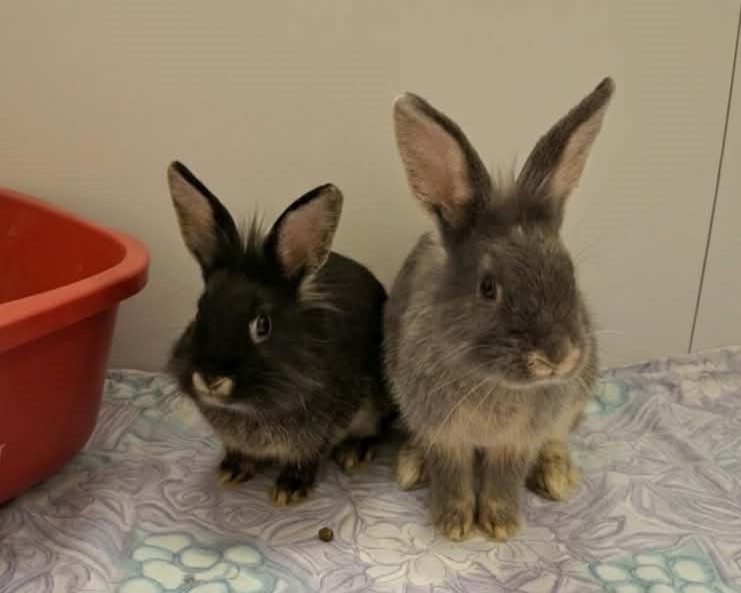 Mingus + Miffin Die Kaninchen Mingus und Miffin im Tierheim Hannover