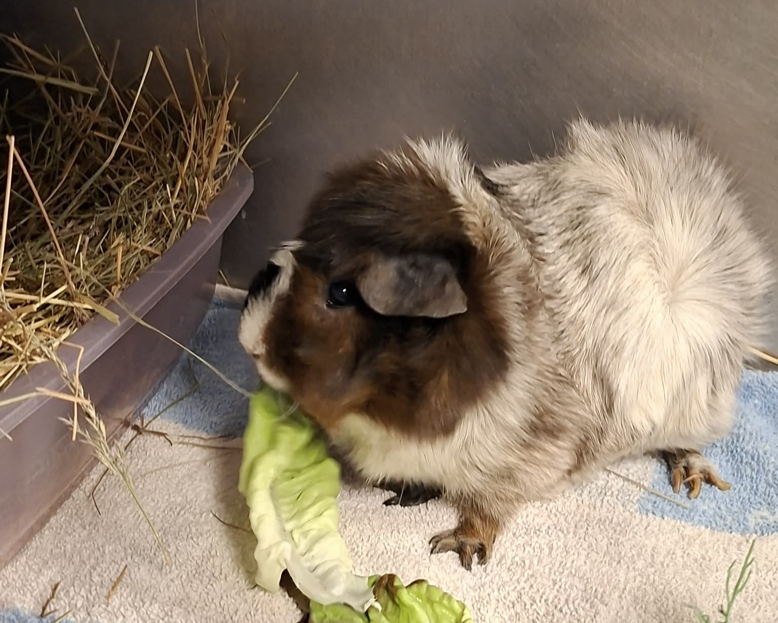 Meerschweinchen Mucor beim Fressen Meerschweinchen Mucor frisst ein Salatblatt.