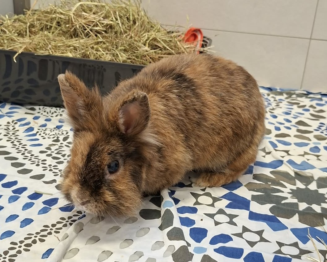 Nörgeline im Tierheim Braunes Kaninchen Nörgeline sitzt auf einer gemusterten Unterlage.