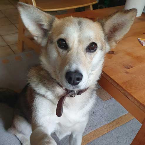 Hund Oile schaut aufmerksam in die Kamera.
