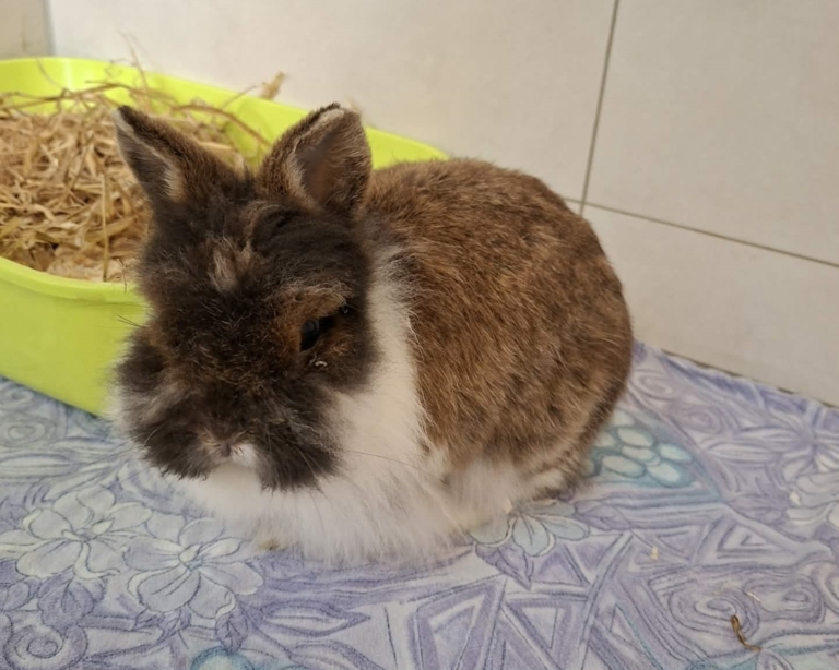Pieni Pilvi