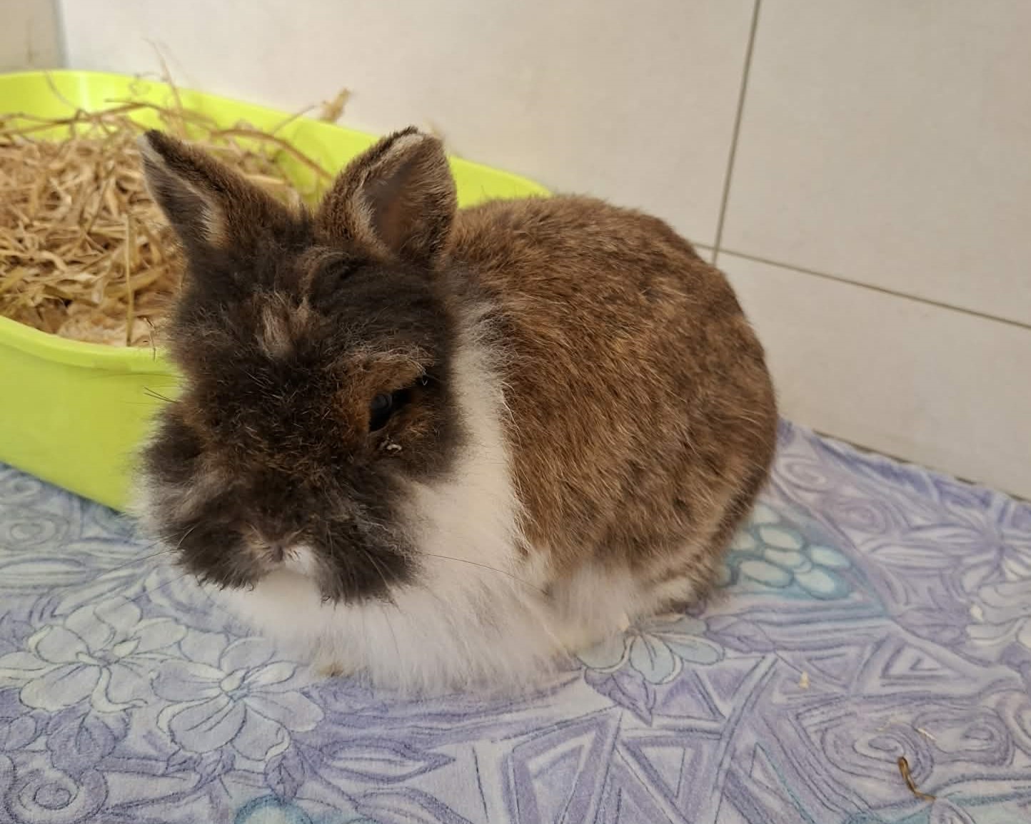 Pieni Pilvi – Foto 1 Kaninchen Pieni Pilvi im Tierheim Hannover