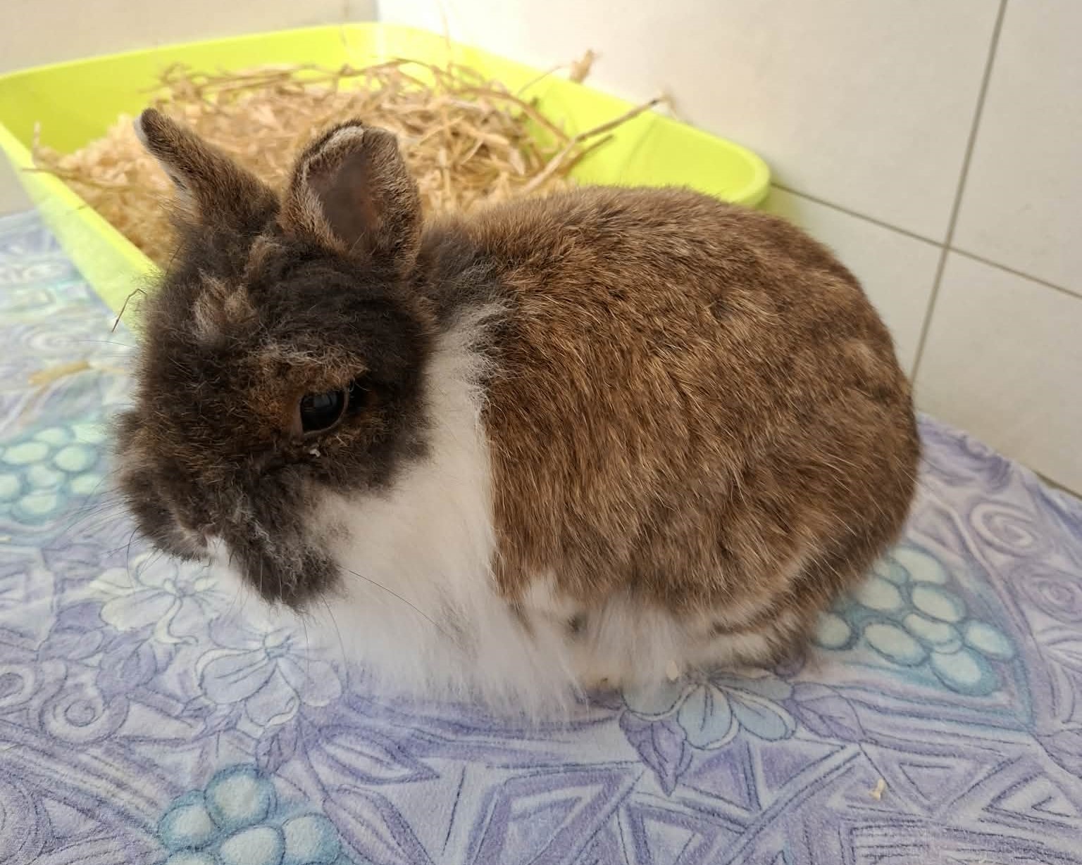 Pieni Pilvi – Foto 2 Kaninchen Pieni Pilvi im Tierheim Hannover