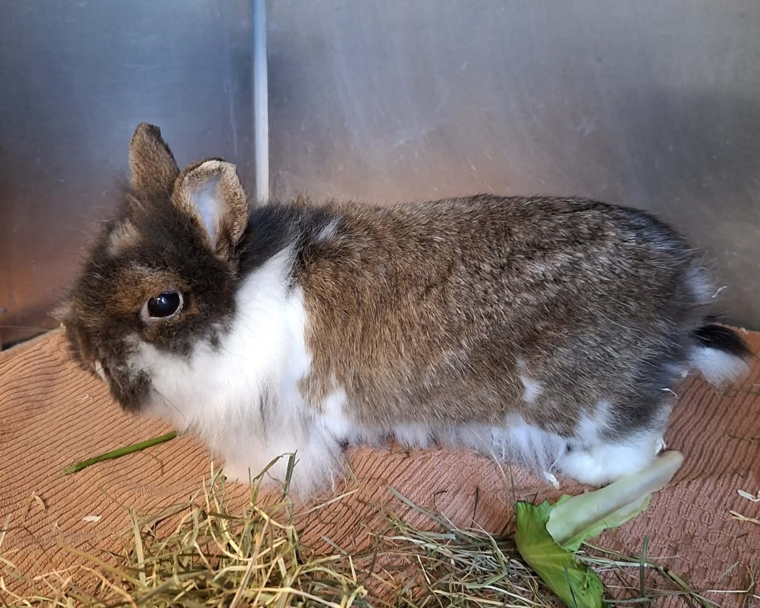 Pieni Pilvi Kaninchen Pieni Pilvi im Tierheim Hannover