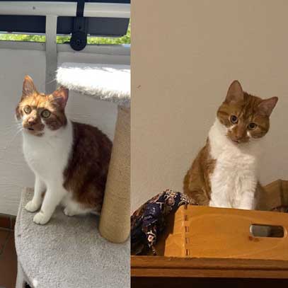 Zwei Aufnahmen der Katzen Anu und Teo in ihrem Zuhause.