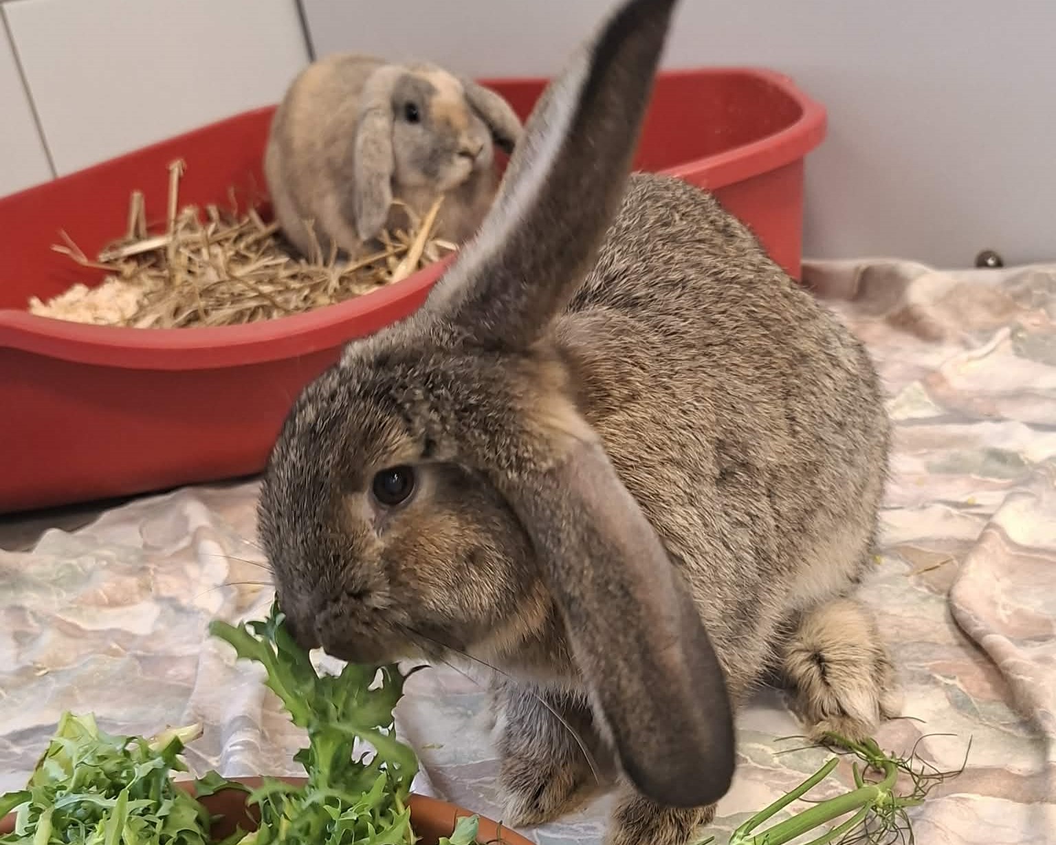 Kaninchen Verleihnix im Tierheim Hannover