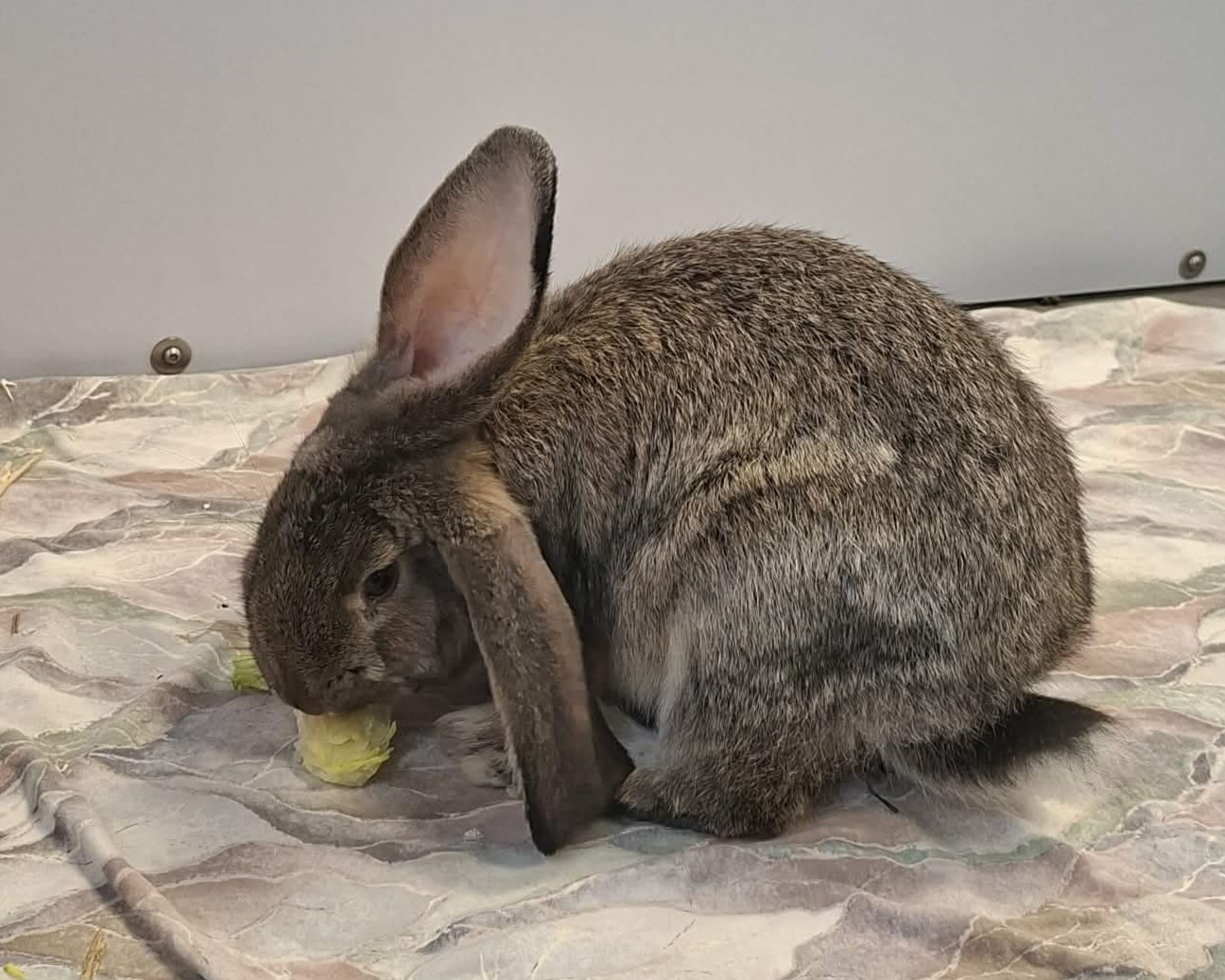 Kaninchen Verleihnix im Tierheim Hannover
