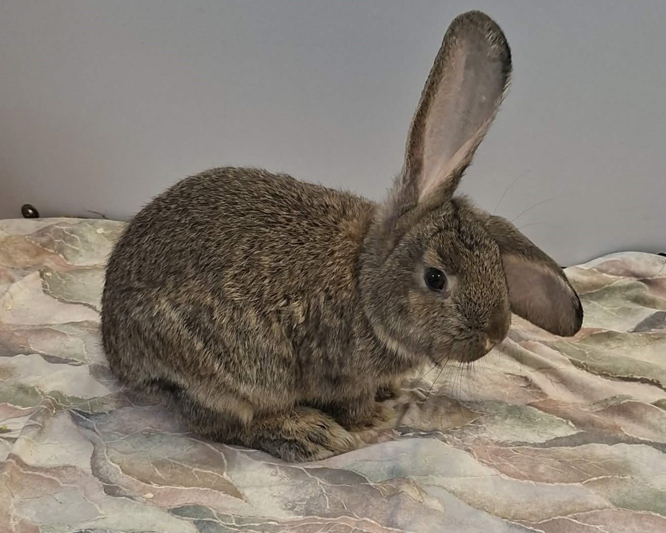 Kaninchen Verleihnix im Tierheim Hannover
