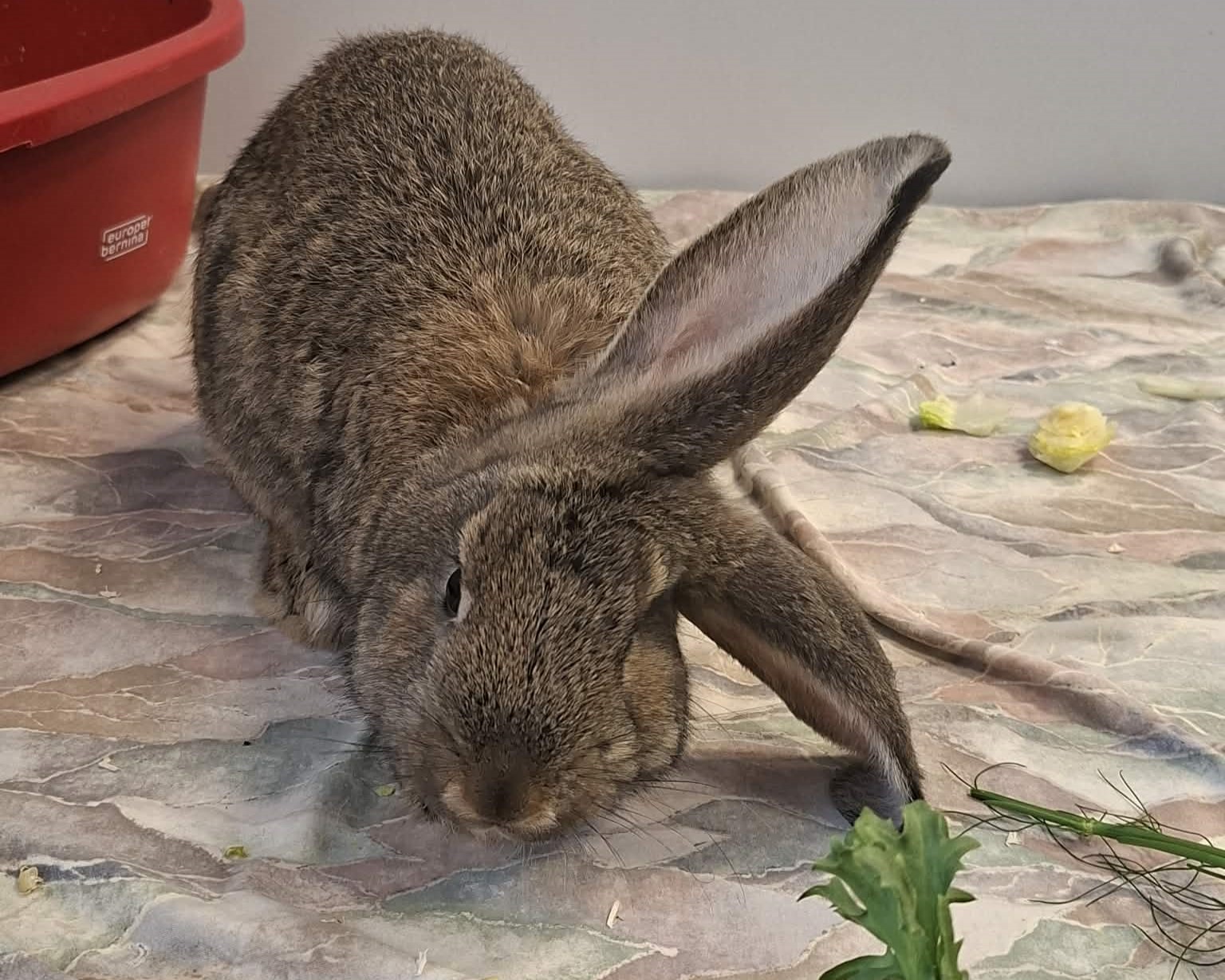 Kaninchen Verleihnix im Tierheim Hannover